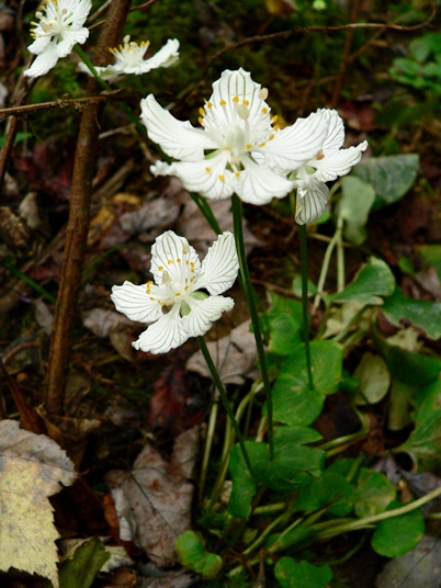 {Parnassia asarifolia}